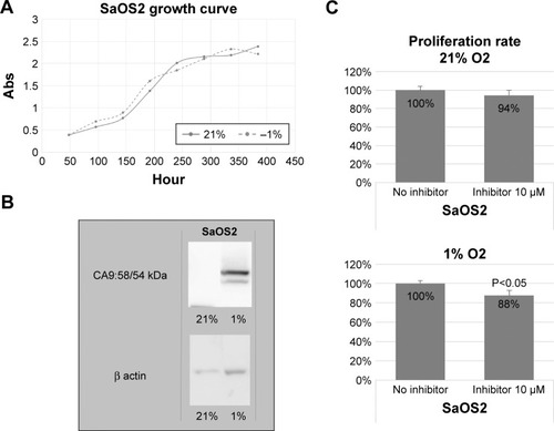 Figure 1 (A) SaOS2 growth curves under different oxygen concentrations. (B) CA IX expression in SaOS2 cells grown under different oxygen tensions. (C) SaOS2 proliferation under different oxygen tensions with or without CA IX inhibitor.