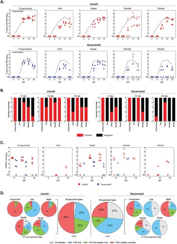 Figure 1. Analysis of mucosal specimens from Lassa virus-infected strain 13/N guinea pigs. Groups of 25 animals were inoculated subcutaneously with LASV strain Josiah or strain Sauerwald (target dose: 1 × 104 FFU), and 5 animals per experimental group were serially euthanized at 1 of 5 pre-determined timepoints. Five paired swab specimens were collected per animal, one for RT-qPCR and the other for virus isolation and titration. (A) Levels of LASV RNA (N gene copy no./µL) in individual swab specimens are represented as dots (line at median), and median levels in EDTA whole blood specimens from groups of animals serially euthanized at the indicated timepoints are shown as dotted black line. For genital samples, values from samples collected from females (♀; intravaginal) and males (♂; preputial) are indicated. (B) Virus isolation was attempted with all swab specimens collected 8, 12, and 16 days post infection (dpi; n = 150). Red indicates proportion of samples from which virus was isolated; black indicates proportion of samples without isolatable virus. (C) Virus titration (TCID50/mL) was performed on all swab specimens collected 8, 12, and 16 dpi from which virus was isolated (n = 80). Some isolate-positive samples were below limit of detection in titration assays. For genital samples, values from females (♀; intravaginal) and males (♂; preputial) are indicated. (D) Summary of sample analyses. Total proportion of swab samples obtained 8, 12, and 16 dpi from Josiah- (n = 75) or Sauerwald-infected (n = 75) animals with no LASV detected (grey), or LASV detected by PCR alone (blue), PCR and virus isolation (green), or PCR, virus isolation, and virus titration (red). Samples are further broken down by both strain and specimen type, representing the 15 individual specimens for each sample type analysed. ND, not detected.