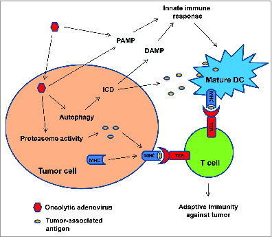 Figure 1. Delta-24-RGD elicits antitumor immunity during adenoviral-mediated cancer therapy. Adenoviral infection of the tumor cells increases the activity of proteasome and the presentation of tumor-associate antigens (TAAs) to T cells. Adenovirus also induces autophagic cell death which is immunogenic (immunogenic cell death, ICD), resulting in the release of DAMPs and TAAs. DAMPs, together with PAMPs from the viral infection, stimulate innate immune response and the presentation of TAAs to T cells by activated immune cells. Thus, adaptive immunity against tumor is instigated.