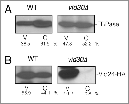 Figure 5 FBPase and Vid24 are present in the Vid vesicle enriched fraction in vid30Δ mutant cells. (A) Wild-type and the vid30Δ mutant cells were transferred to high glucose-containing medium for 20 min. The presence of FBPase in the Vid vesicle and cytosolic fractions was then determined. (B) Wild-type and vid30Δ cells expressing Vid24-HA were re-fed with glucose for 20 min. The distribution of Vid24 in the Vid vesicle and the cytosolic fractions was then examined. Protein levels were quantitated using ImageJ software.