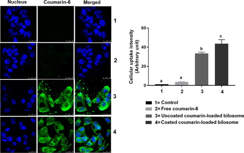 Figure 6. Confocal laser scanning microscope images showing the cellular uptake of three formulations; Free coumarin-6 solution (2), uncoated-loaded bilosomes (3), and LF-Coated loaded bilosomes (4) and compared to the control (1) after 4 h incubation The images show green fluorescence of coumarin-6 dye and blue fluorescence of nucleus (Hoechst 33342). Statistical significance occurred at level of significance p ≤ .05 when all groups were compared to the control (1) with mean values a < b < c.