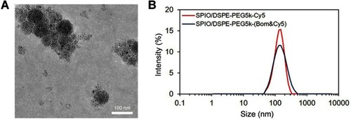 Figure 2 Nanomicelle characterization.Notes: (A) A TEM image of Bom-targeted nanomicelles (scale bar =100 nm). (B) Size distribution of Bom-targeted (blue) and nontargeted (red) nanomicelles in aqueous solution measured by DLS.Abbreviations: TEM, transmission electron microscopy; DLS, dynamic light scattering.