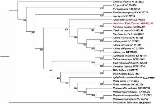 Figure 1. The maximum likelihood (ML) phylogenetic tree was constructed based on complete plants chloroplast genomes data of the 28 species.