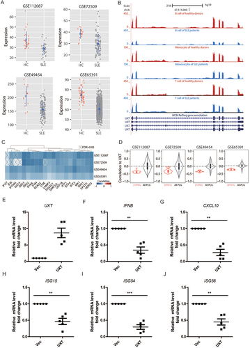 Figure 7. UXT alleviates aberrant type I IFNs in SLE patients. (A) The expression comparison of UXT in the leukocytes and PBMCs between SLE patients and healthy donors across four SLE cohorts. (B) The expression comparison of UXT in T cells, B cells, and monocytes between SLE patients and healthy donors. (C) The pairwise Pearson expression correlation between UXT and each of the 21 IFN signature genes across four SLE cohorts. The p-value was corrected into FDR. (D) The global expression correlation distribution between UXT and 21 ISGs (21 IFNG) across four SLE cohorts. The global expression correlation between UXT and all expressed protein-coding genes (All PCG) was used as background. (E, F, G, H, I, and J) PBMCs were isolated from the blood sample of SLE patients (n = 5). PBMCs were transfected with control vectors (Vec) or UXT expression plasmids (UXT) by electroporation. Then, UXT, IFNB, CXCL10, ISG15, ISG54, and ISG56 mRNA were measured by real-time PCR. Graphs show the mean ± SEM, and the data shown are representative of three independent experiments. *p < 0.05; **p < 0.01; ***p < 0.001 (Two-tailed t-test).