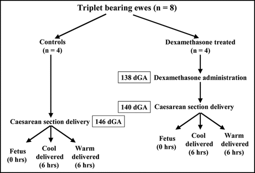 Figure 1 Summary of experimental protocol used to determine the effect of delivery temperature and maternal dexamethasone administration on the abundance of mRNA and mitochondrial proteins in perirenal adipose tissue of the neonatal lamb. dGA; days of gestation, term ∼147 dGA.