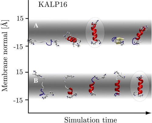 Figure 2.  Representative conformers in the folding process of the KALP16 peptide in the 300 K replicas. Panel A: Surface-bound folding and repeated insertion of KALP with neutral N-terminal lysine residues. Panel B: Trans-membrane folding of KALP with all four terminal lysine residues in their charged states. The trans-membrane simulation displays little to no beta-sheet content, while it is more prominent in the surface-bound simulation. The native state conformers are identical (highlighted). (This Figure is reproduced in colour in Molecular Membrane Biology online).