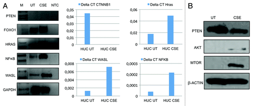 Figure 3. Validation of PCR array for PI3K-AKT pathway. (A) Left panel: Expression of representative genes analyzed by semi-quantitaive RT-PCR on the SV40-HUC-1 cells untreated (UT) and exposed for 6 mo to CSE (CSE). M, molecular marker; NTC, non template control (water). GAPDH was used as an internal control. PTEN, HRAS, NFκB and WASL expression are consistent with PCR-array data while FOXO1 expression is not consistent with PCR-array data (center and right panels). Downregulation of CTNNB1 and overexpression of Hras, WASL and NFκB was observed after 6 mo CSE treatment, analyzed by real-time quantitative RT-PCR (Q-RT-PCR). Primer sequences for Q-RT-PCR are same as semi-quantitative RT-PCR and were done using SYBR green. Relative fold was calculated by the expression of target mRNA to 18S rRNA (an internal control). Experiments were performed in triplicate. Differences above a 3-fold difference were considered as significant. This result validates the finding in the AKT pathway array. (B) Western blot analysis of three AKT pathway genes: consistent with AKT pathway PCR array data, PTEN is downregulated after CSE treatment while AKT and mTOR are upregulated.