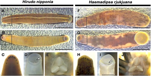 Figure 1. Morphology of adult leeches. Dorsal (A) and ventral (B) view of adult Hirudo. Magnified dorsal view of Hirudo showing five pairs of eyes (C). Fourth and fifth eyespot pairs are separated by two annuli (C). Anterior sucker of Hirudo showing location of jaws (white arrowhead) (D). Magnified view of jaws of Hirudo (E). Dorsal (F) and ventral (G) view of adult Haemadipsa. Magnified dorsal view of Haemadipsa showing five pairs of eyes (H). Fourth and fifth eyespot pairs are separated by two annuli (H). Anterior sucker of Haemadipsa showing location of jaws (white arrowhead) (D). Magnified view of jaws of Haemadipsa (J). Boxes in A, B, F and G are magnified views in C, D, H and I respectively. Scale bars: 5 mm (A–B, F–G), 3 mm (C–D, H–I), 1 mm (E, J).