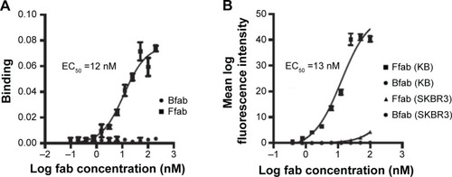 Figure 3 Binding analysis of Ffab and Bfab antibody fragments.Notes: (A) Representative ELISA binding profile of Ffab (closed square) and Bfab (open circle) with rFOLRα protein. (B) Representative cell-based ELISA for Ffab (closed symbols) and Bfab (open symbols) binding to FOLR+/HER2+ KB cells (squares) or FOLR−/HER2+ SKBR3 cells (triangles). Error bars represent standard deviation from technical triplicates.Abbreviations: fab, an engineered monoclonal antibody fragment; Ffab, Farletuzufab, engineered from monoclonal antibody Farletuzumab; Bfab, Botulifab anti-botulinum toxin fab fragment; ELISA, enzyme-linked immunosorbent assay; FOLR, folate receptor; rFOLRα, recombinant folate receptor alpha; HER2, human epidermal growth factor receptor 2.