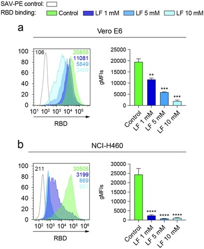 Figure 4. Lactoferrin blocks the binding of RBD to the surface of epithelial cells. (a and b) Binding of RBD to Vero E6 (a) (n = 2 independent experiments, one-way ANOVA) or NCI-H460 (b) (n = 3 independent experiments, one-way ANOVA) cells cultured under normoxia (21% O2) for 48 h measured by flow cytometry after incubation with increasing doses of lactoferrin. A representative flow cytometry histogram indicating the gMFI value for each condition is shown. Error bars represent SEM and asterisks represent p values (**<.01; ***<.001; ****<.0001).