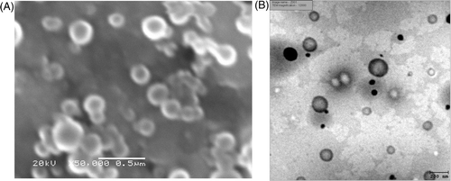 Figure 1. The scanning electron (A) and transmission electron (B) microphotographs of PLGA nanospheres (composed of 100 mg PLGA and 10%w/v PVA403) loaded with 43 µg papain/mg PLGA nanospheres prepared by the ESE method (12000X).