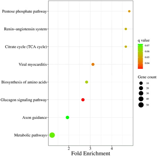 Figure 5. KEGG enrichment analysis of target genes of differentially expressed miRNAs. The size of each dot represents the number of target genes of differentially expressed miRNAs enriched in the corresponding pathway. A pathway with a corrected P value <0.05 is significantly overrepresented.