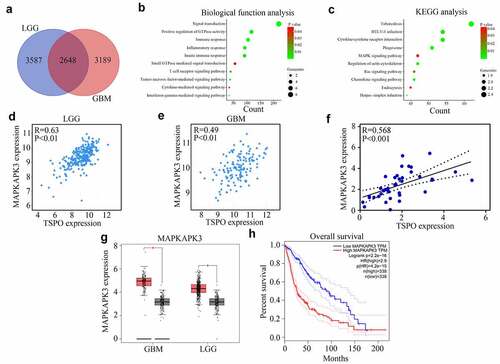 Figure 4. MAPKAPK3 was significantly co-expressed with TSPO. (a) Co-expression genes of TSPO in glioma (including LGG and GBM) according to data from TCGA database were identified. (b-c) Biological function and KEGG analysis of TSPO co-expression genes were performed. (d-e) Correlation between TSPO and MAPKAPK3 expression was identified from LGG and GBM tissue samples, respectively, in TCGA database. (f) Correlation between TSPO and MAPKAPK3 expression was identified from glioma tissues in our cohort. (g–h) The expression of MAPKAPK3 in patients with glioma and its relationship with survival rates are shown according to TCGA database.