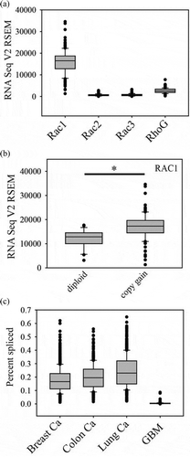 Figure 1. Rac mRNA expression in glioblastoma. (a). mRNA expression levels for Rac1, Rac2, Rac3 and RhoG in the TCGA 2013 glioblastoma database were analyzed using cBioPortal. RSEM normalized data are shown. (b). Rac1 mRNA levels in cases with copy gain (n = 110, 80% of cases) compared to cases without copy gain (n = 27). (c). Frequency of Rac1b splicing in TCGA database samples was analyzed using TCGA SpliceSeq in breast invasive carcinoma, colon adenocarcinoma, lung adenocarcinoma and glioblastoma (GBM). Graphs were generated using SigmaPlot software. Box plots show the median, 10th, 25th, 75th and 90th percentiles. * indicates p < 0.05 by the Mann-Whitney Rank Sum test