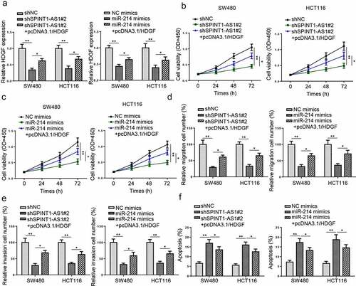 Figure 8. SPINT1-AS1 contributed to the tumorigenesis of CRC via sponging miR-214 and upregulating HDGF expression. (a-f) CCK-8, transwell, and TUNEL assays showed the viability, migration, invasion, and apoptosis of CRC cells transfected with shNC, shSPINT1-AS1#2, and shSPINT1-AS1#2+ pcDNA3.1/HDGF, or transfected with NC mimics, miR-214 mimics, miR-214 mimics + pcDNA3.1/HDGF. *p < 0.05, **p < 0.01.