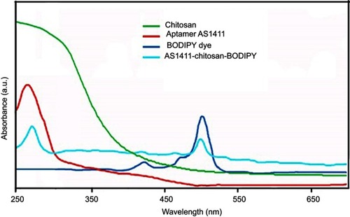 Figure 6 Ultraviolet–visible spectroscopy of chitosan, aptamer AS1411, BODIPY dye and AS1411–chitosan–BODIPY conjugate.