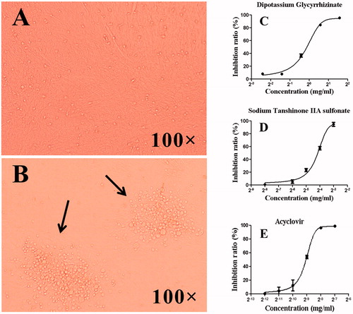 Figure 1. Effects of DG and STS on CEF cells infected by MDV. (A) CEF control, (B) CEF-infected MDV, plague formed in the CEF monolayer; (C–E) the curves indicated that DG, STS, and acyciovir had significant inhibitory effects on MDV in dose-dependent fashion.