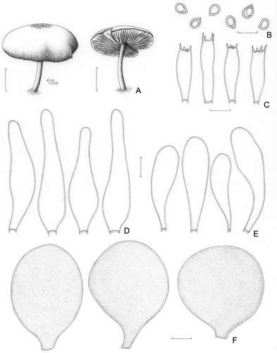 Figure 10. Pluteus jamaicensis (Menolli Jr. et al. NMJ130). A. Basidioma. B. Basidiospores. C. Basidia. D. Pleurocystidia. E. Cheilocystidia. F. Pileipellis cells. Bars (A) = 1 cm; (B–F) = 10 μm.