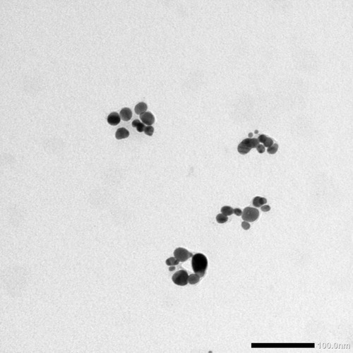 Figure 9 TEM examination of D-SNPs.Notes: TEM micrograph demonstrating the spherical shape and distribution of D-SNPs with a size range from 4.5 to 26 nm. Scale bar, 100 nm.Abbreviations: TEM, transmission electron microscope, D-SNPs, silver nanoparticles fabricated using Desertifilum sp.