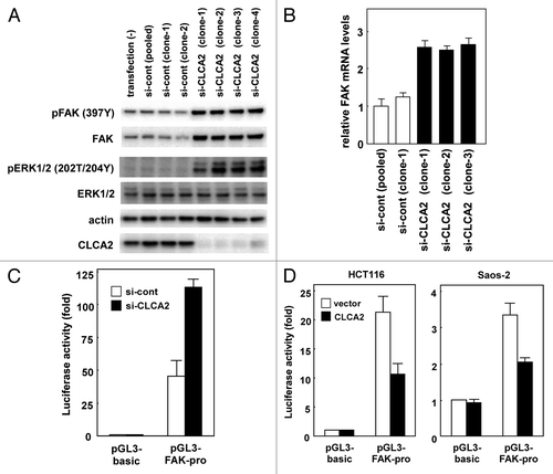 Figure 4. Regulation of FAK transcription by CLCA2. (A) western blot analysis after stable transfection of CLCA2 siRNA plasmid or empty control plasmid (si-cont) in CHC-Y1 cells. The results from untransfected CHC-Y1 cells, a pooled control, two control clones [si-cont (clone-1 and -2)] and four independent CLCA2 siRNA transfectants [si-CLCA2 (clone-1, to -4)] are shown. Inhibition of CLCA2 expression by siRNA results in the induction of FAK protein levels and activated ERK. (B) FAK mRNA levels were assayed using real-time PCR. (C) CLCA2 siRNA upregulated FAK promoter activity. HEK293 cells were co-transfected with the FAK promoter-reporter construct P1020 together with CLCA2 siRNA plasmid (si-CLCA2) or empty plasmid (si-cont). After 24 h, cells were lysed in a plate and subjected to the dual luciferase assay. The pGL3-basic vector without the inserts was used as a control. Histograms show firefly luciferase activity relative to Renilla luciferase control. Experiments were conducted in triplicate with SD indicated. (D) The repression of FAK promoter activity by CLCA2. HCT116 and Saos-2 cells were co-transfected with the P1020 FAK-promoter construct together with a CLCA2 expression vector or empty vector plasmid (vector). At 24 h after transfection, cells were lysed in a plate and subjected to the dual luciferase assay.