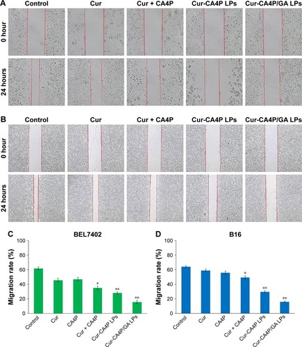 Figure 10 Inhibition of cancer cell migration was evaluated via wound-healing assays of BEL7402 (A) and B16 cells (B). Migration ratios vs average width of scar from 0 to 24 hours was measured by Image-Pro Plus 6.0 (C, D). Wound healing assays at 0 and 24 hours following treatment with various formulations observed under 10×40 and 10×10 magnification. *P<0.05, free Cur + CA4P vs control group; **P<0.01, Cur-CA4P LPs vs control group, Cur-CA4P/GA LPs vs control group.Abbreviations: Cur, curcumin; CA4P, combretastatin A4 phosphate; LPs, liposomes; GA, glycyrrhetinic acid.