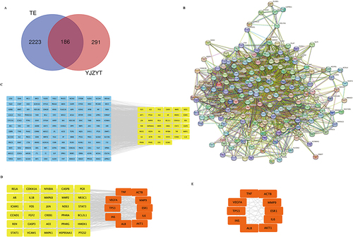 Figure 2 Protein–protein interaction (PPI) network and cluster analysis of disease targets. (A) Venn diagram of TE and YJZYT target genes. (B) PPI network of potential targets of YJZYT contributing to therapeutic effects on TE. (C) PPI network of significant proteins extracted from (B) based on network analysis. (D) Forty core proteins implicated in the effects of YJZYT on TE were extracted from (C). (E) A total of 10 key targets were obtained.