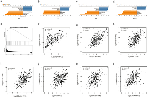 Figure 7. VASH1 plays important biological functions in ovarian cancer. BP (a), CC (b), MF (c), KEGG (d), ECM-receptor interaction (e). The correlation between VASH1 and coexpressed genes (f-l).