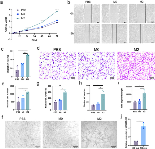 Figure 2 M2-exos regulates biological functions of HemECs. (a). Cell proliferation capacity assessed by CCK-8 assay; (b and c). Wound healing assay used to examine migration rate of HemECs; (d and e). Invasive capacity of HemECs assessed using Transwell chambers, and the number of cells passing through the chamber membrane were counted; (f–i). Tube formation assay representative images and number of junctions and meshes and total segments length; (j). Relative expression analysis of MIR4435-2HG in M0/M2 macrophage-derived exosomes using qRT-PCR (Student’s t-test, *P < 0.05, **P < 0.01, ***P < 0.001).