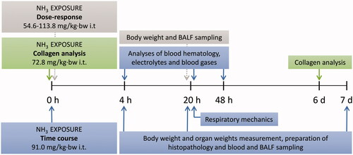 Figure 1. Schematic illustration of the experimental design of the study, including dose-response, collagen analysis and time course studies. The illustration shows the time axis after exposure to ammonia (NH3) via intratracheal instillation (i.t) and the analyses performed at the different time points; 4 h up to 7 days. (BALF: bronchoalveolar lavage fluid).