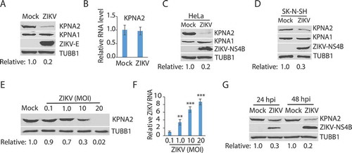 Figure 1. ZIKV infection reduces the KPNA2 protein level. (A) ZIKV infection of Vero cells leads to a lower KPNA2 protein level while having minimal effect on KPNA1. The cells were inoculated with ZIKV PRVABC59 strain at an MOI of 10 and harvested for western blotting (WB) at 24 h post-infection (hpi). Relative levels of KPNA2 are shown below the images after normalization with house-keeping gene TUBB1/tubulin beta. (B) ZIKV infection has minimal effect of KPNA2 mRNA level detected by RT-qPCR. The relative KPNA2 mRNA level is shown in comparison to the mock-infected Vero cells after normalization with the house-keeping gene RPL32. The cells were infected with ZIKV PRVABC59 strain at an MOI of 10 and harvested at 24 hpi. Error bars represent the standard errors of the means of three repeated experiments. (C and D) ZIKV infection of HeLa and SK-N-SH cells reduces KPNA2 level while having minimal effect on KPNA1. The cells were inoculated with ZIKV PRVABC59 strain at an MOI of 10 and harvested at 48 hpi. (E) The infection of Vero cells with incremental ZIKV inoculum leads to a dose-dependent reduction of KPNA2. The cells were harvested for WB at 24 hpi. Relative levels of KPNA2 are shown below the images. (F) ZIKV RNA levels in the infected cells at 24 hpi detected by RT-qPCR. The relative RNA levels in comparison with the MOI of 0.1 are shown. Error bars represent the standard errors of the means of three repeated experiments. Significant differences in RNA level from the sample of MOI 0.1 are denoted by asterisks (**, P < 0.01; ***, P < 0.001). G. ZIKV reduces KPNA2 in Vero cells at both 24 and 48 hpi