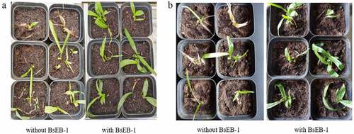 Figure 4. Growth status of Bletilla striata tissue culture seedlings after transplanting. (a) transplanted for 10 days; (b) transplanted for 30 days.