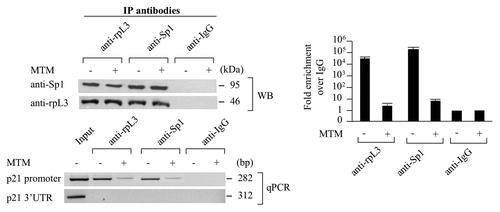 Figure 4. Analysis of the interaction between rpL3 and Sp1 on p21 gene promoter. Protein samples from DNA-rpL3, DNA-Sp1 or DNA-IgG immunocomplexes from Calu-6 cells untreated or treated with 200 nM of mythramycin A (MTM) for 16 h were analyzed through WB assay with antibodies against rpL3 or Sp1. Note the absence of signal in DNA-IgG immunocomplex. The same DNA immunoprecipitates were subjected to quantitative PCR (qPCR) with primers specific for the proximal region of p21 gene promoter or control loci.