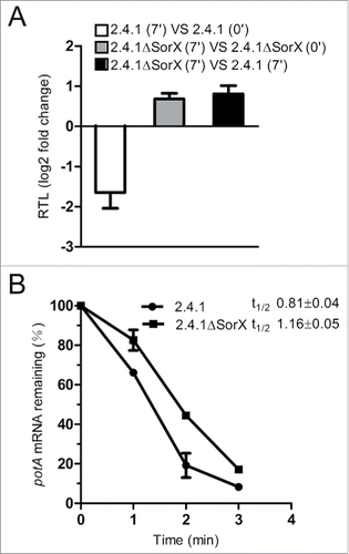 Figure 5. SorX affects mRNA level and stability of potA. (A) Effect of SorX on potA mRNA levels as quantified by real time RT-PCR. Total RNA was isolated from wild type 2.4.1 and the SorX deletion strain (2.4.1ΔSorX) before and 7 min after adding 100 mM tBOOH. The relative transcript level (RTL) is given as log2 fold change. (B) Effect of SorX on potA mRNA stability. The levels of mRNA at different time points after addition of rifampicin were quantified by real time RT-PCR (expression values were normalized to 16S rRNA) and the half-life was calculated. The error bars indicate the standard deviation from the mean of biological triplicates with 2 technical replicates.