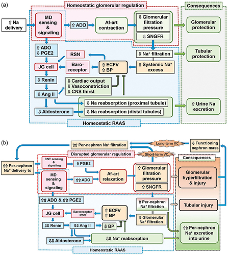 Figure 5. (a) Putative homeostatic mechanism of JGA-mediated glomerular regulation with RAAS the Af-art contracts in response to the increased sodium delivery to the MD, thereby mitigating the increase in glomerular blood flow. Therefore, homeostatic glomerular regulatory mechanisms result in glomerulotubular protection. Simultaneously, JGA signaling maintains systemic sodium homeostasis through RAAS suppression (see ‘5 Tradeoff between homeostatic adaptation and vulnerable glomerulus’). (b) Putative mechanism of vicious circle caused by glomerular hyperfiltration for sodium homeostasis in advanced CKD, the baseline per-nephron sodium load is high, and an additional sodium load, such as high salt intake or due to pharmacotherapy, further increases sodium delivery to the MD/CNT. High luminal [Na+] stimulates MD adenosine production, leading to Af-art dilation. A subsequent increase in glomerular sodium filtration itself augments glomerular sodium filtration in a short response (short-term vicious circle), resulting in glomerulotubular injury, leading to a decreased number of functioning nephrons in the long term (long-term vicious circle). Therefore, the per-nephron sodium load on MD/CNT further increases. Short- and long-term vicious circles lead to a trade-off between the acute need for sodium homeostasis and the progression of chronic glomerular sclerosis. (see ‘5 Tradeoff between homeostatic adaptation and vulnerable glomerulus’).