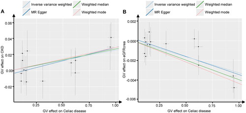 Figure 2. Scatter plots of Mendelian randomization. Scatter plot estimations of celiac disease as the expositional factor on CKD (A) and eGFRcrea (B). Each point in the scatter plot represents an IV. The line on each point reflects the 95% CI. A positive slope indicates that celiac disease had a positive effect on CKD. A negative slope indicates that celiac disease has a detrimental impact on eGFRcrea levels.GV, genetic variants; CKD, chronic kidney disease; eGFRcrea, estimated glomerular filtration rate levels based on serum creatinine; IV, instrumental variables; CI, confidence interval.