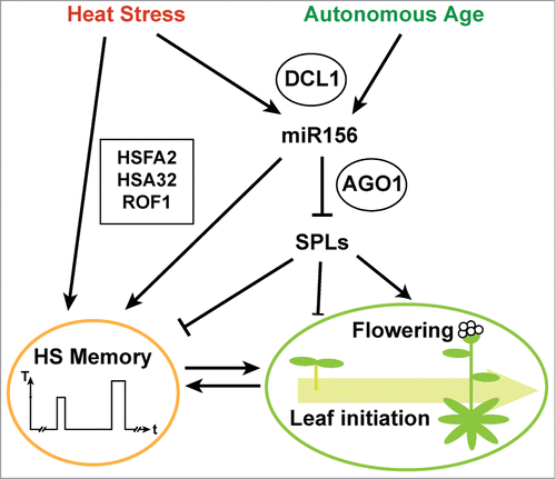 Figure 1. Heat stress memory is regulated by the HSFA2 cascade and the miR156-SPL module. Heat stress induces expression of HSFA2 which in turn activates HSA32 and additional target genes that maintain acquired thermotolerance (HS memory). This also requires ROF1 activity. Maintenance of acquired thermotolerance is also promoted by increased repression of SPL2 and other targets through miR156. Biogenesis of miR156 requires DCL1 and repression of SPL2 and other target mRNAs requires AGO1. The miR156-SPL module also regulates leaf initiation rates and the transition to flowering. Thus, its dual role in heat stress memory and the regulation of development may serve to integrate development with environmental stress.