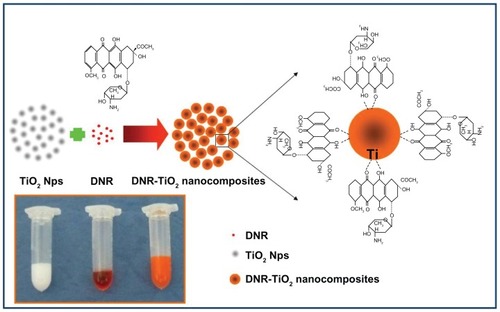 Figure 2 Schematic representation and photographic image (inset) of daunorubicin loading onto titanium dioxide nanoparticles through the formation of daunorubicintitanium dioxide nanocomposites.Abbreviations: DNR, daunorubicin; Nps, nanoparticles; TiO2, titanium dioxide.