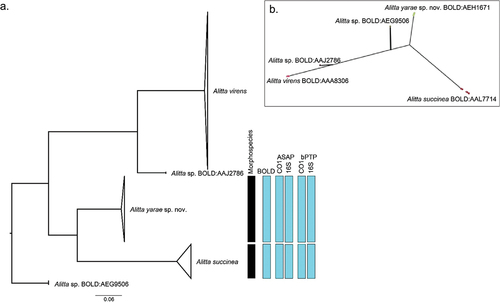 Figure 5. Molecular-based species delineation. (a) maximum likelihood (ML) phylogeny based on cytochrome c oxidase subunit I (CO1), with information regarding the different Molecular operational taxonomic units (MOTU) delineation methods. (b) PhyloMap visualisation of Poisson tree partitions (PTP) species delimitation result. Variance explained by first and second axes: 80.35% and 16.04%, respectively. The circles represent the different haplotypes used for the analysis; the colour is relative to the result of the PTP delimitation. The complete ML phylogeny, without collapsed clades, is accessible in Suppl. file S5.