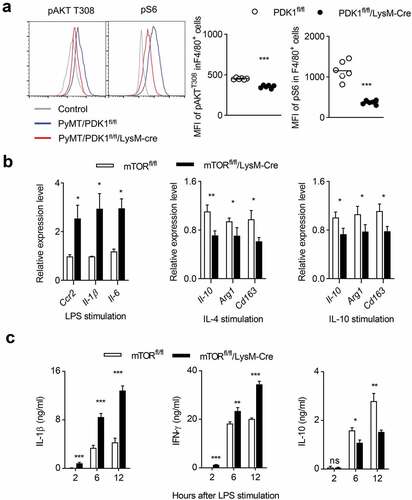 Figure 6. PDK1 deletion may induce M1 macrophage polarization by downregulating the mTOR pathway.