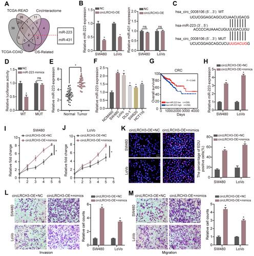 Figure 4 MiR-223 sponges circLRCH3 and could rescue the anti-tumor effect of circLRCH3 on CRC cells. (A) Venn diagram of the miRNAs from TCGA-READ and TCGA-COAD with CircInteractome predicted targets and OS-related miRNAs. (B) The effect of circLRCH3 on the expression of miR-223 and miR-413. (C and D) pMIR-REPORT luciferase vector containing WT-circLRCH3 or a mutated type was co-transfected in SW480 cells with miR-223 mimics or miR-NC. Firefly luciferase activity was measured according to Renilla luciferase activity. (E and F) RT-qPCR was applied to measure the expression level of miR-223 in CRC tissues and cells.(G) Kaplan-Meier analysis was used to determine overall survival of patients with miR-223 high or low expression from TCGA database . (H) RT-qPCR was used to assess the expression level of miR-223 in circLRCH3-overexpression cells transfected with miR-223 mimics. (I–M) The effect of miR-223 on proliferation, invasion and migration of circLRCH3-overexpression CRC cells. *P<0.05.