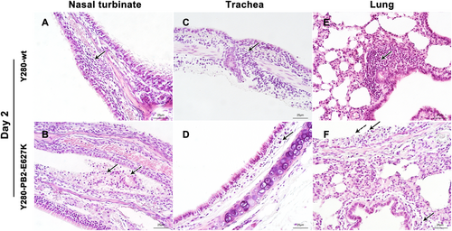 Fig. 3 Histopathology of the respiratory epithelium at 2 dpi in tree shrews infected with H9N2 viruses.Tree shrews (n = 4 per group) were infected with 106 TCID50 of one of two H9N2 viruses (Y280-wt or Y280-PB2-E627K). Nasal turbinate (a, b), trachea (c, d), and lung (e, f) tissues were collected at 2 dpi, processed into paraffin sections and stained with H&E. Black arrows indicate infiltration of inflammatory cells, and dotted arrows indicate necrotic and sloughed epithelial cells. The images are shown at ×400 magnification