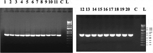 Fig. 4 PCR band of size ca. 700 bp obtained for 20 isolates of Fusarium proliferatum from cannabis plants (BC-5, BC-6, BC-8, BC-9, BC-10, BC-11, BC-12, BC-13, BC-14, BC-15, BC-17, BC-18, BC-21, BC-22, BC-24, BJ-1, NB-2, ON-1, CA-1, CA-2) using the EF-1α primer set. Lane C is the water control. Molecular weight standard is shown (L)
