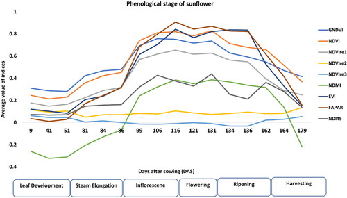 Figure 5. Sunflower phenological stages based on Sentinel-2 VIs during the growing season.