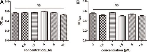 Figure 1 Effects of cinnamaldehyde on cancer-associated fibroblast (CAF) and spleen cell growth in vitro. (A) CAFs were treated with different concentrations of cinnamaldehyde, and cell viability was tested after 24 h. (B) Spleen cells were treated with different concentrations of cinnamaldehyde, and cell viability was tested after 72 h.