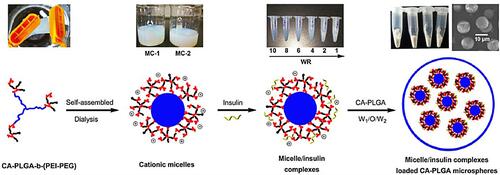 Figure 4 Synthetic processes and structure diagrams of MIC-MS. Reprinted by permission from Springer Nature. Wang J, Li S, Chen T et al Nanoscale cationic micelles of amphiphilic copolymers based on star-shaped PLGA and PEI cross-linked PEG for protein delivery application. J Mater Sci Mater Med. 2019;30(8):93. Copyright 2019.Citation48