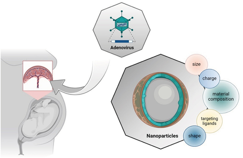 Figure 1. Placenta-specific drug delivery systems. Targeting the trophoblasts is a crucial point in the treatment of placental dysfunction. Though adenovirus was prevalent as a vector in gene therapy for fetal growth restriction, nanoparticles are the emerging method in gene therapy nowadays, especially for placenta-originated diseases. Nanoparticles are economical, accessible, and have lower immunogenicity and larger capacity. However, there is a long way to go in the research in the molecular size and shape, surface charge, targeting ligands, and material composition for the perfect placenta-specific drug delivery systems. Figure created with Biorender.