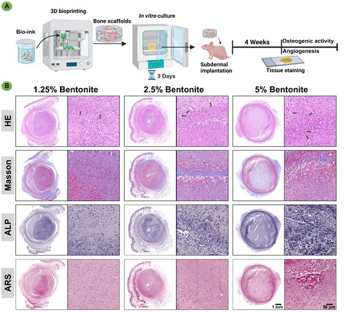 Figure 8. Immunohistochemistry of bioprinted scaffolds after subcutaneous culture in nude mice for 4 weeks. (A) Schematic diagram of GelMA/Bentonite for angiogenesis and osteogenesis promotion. (B) HE, Masson's trichrome, ALP, and ARS staining of GelMA/Bentonite scaffolds implanted subcutaneously in nude mice at 4 weeks.