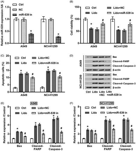 Figure 4. Lidocaine inhibited the growth of lung cancer cells via up-regulating miR-539. (A) A549 and NCI-H1299 cells were transfected with miR-539 inhibitor or NC. The expression of miR-539 was tested using qRT-PCR. The transfected cells were treated by 8 mM lidocaine for 24 h. (B) Cell viability, (C) apoptosis rate, and (D–F) expression of apoptosis-related proteins were measured using CCK-8 assay, flow cytometry and western blot. * indicates p < .05 vs. control (Ctrl) or NC group. # indicates p < .05 vs. Lido + NC group.