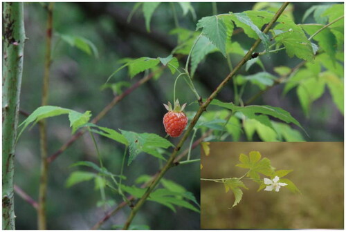 Figure 1. Rubus chingii reference image. Photographed by Yongfei Yin. It is a vine like shrub with prickly bark and hairless stems. The leaves are single leaf, nearly circular, palmately 5-lobed, and sparsely 3- or 7-lobed. Stipules persist in a linear lanceolate shape. The flowers are white, and the fruit is red and nearly spherical, with a diameter of 1.5–2 cm. It is densely covered with gray white pubescence.