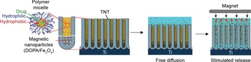 Figure 8 Schematic representation of the magnetic stimuli-responsive drug release from TNTs which integrates polymer micelles as drug carriers incorporated with poorly soluble drugs and magnetic nanoparticles loaded at the bottom of the nanotubular structures.Notes: The release is achieved by applying an external magnetic field. Reproduced from Aw MS, Addai-Mensah J, Losic D. Magnetic-responsive delivery of drugcarriers using titania nanotube arrays. J Mater Chem. 2012;22:6561–6563,Citation95 with permission of The Royal Society of Chemistry.Abbreviation: TNT, titania nanotube.